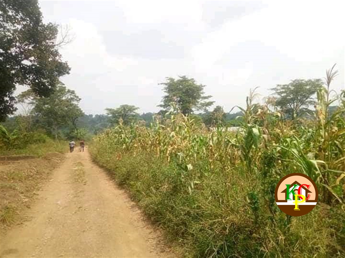 Land for sale in Wobulenzi Luweero Uganda, code 66774, 02/12/2023