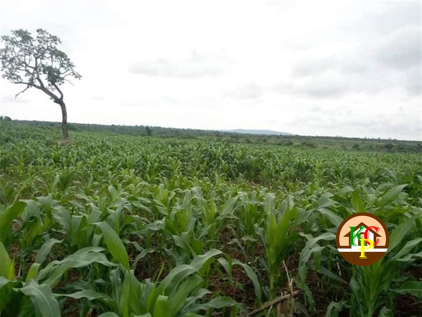 Agricultural Land for sale in Kakooge Luweero