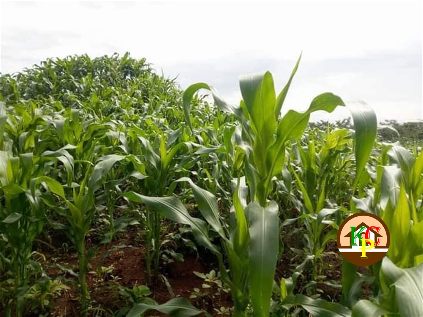 Agricultural Land for sale in Kakooge Luweero