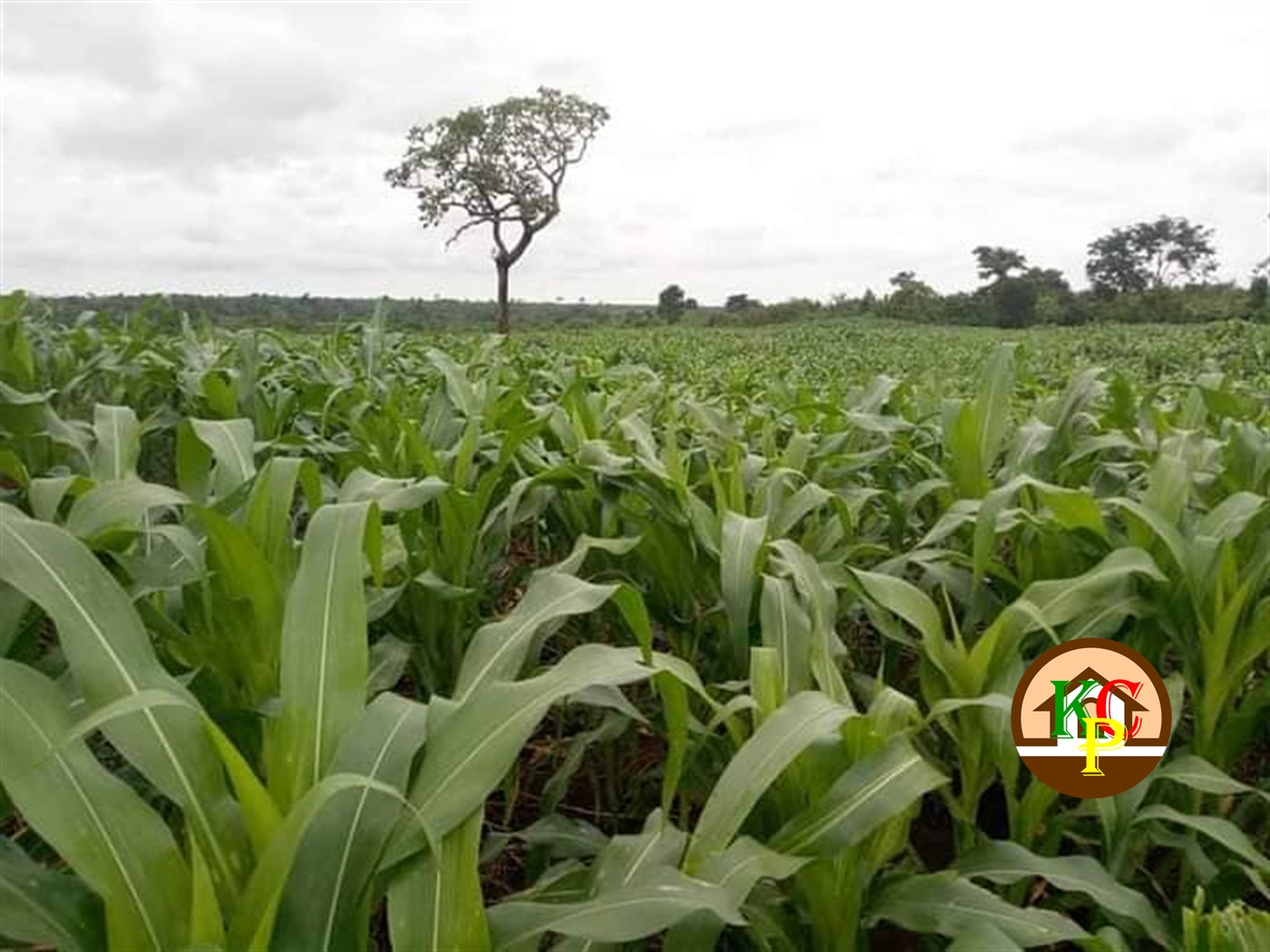 Agricultural Land for sale in Kakooge Luweero