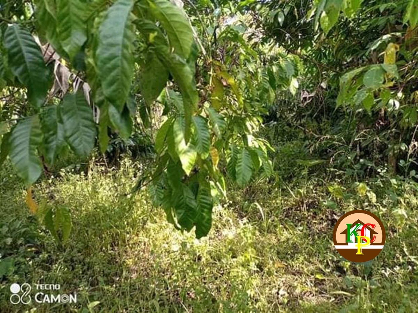 Agricultural Land for sale in Ziloobwe Luweero