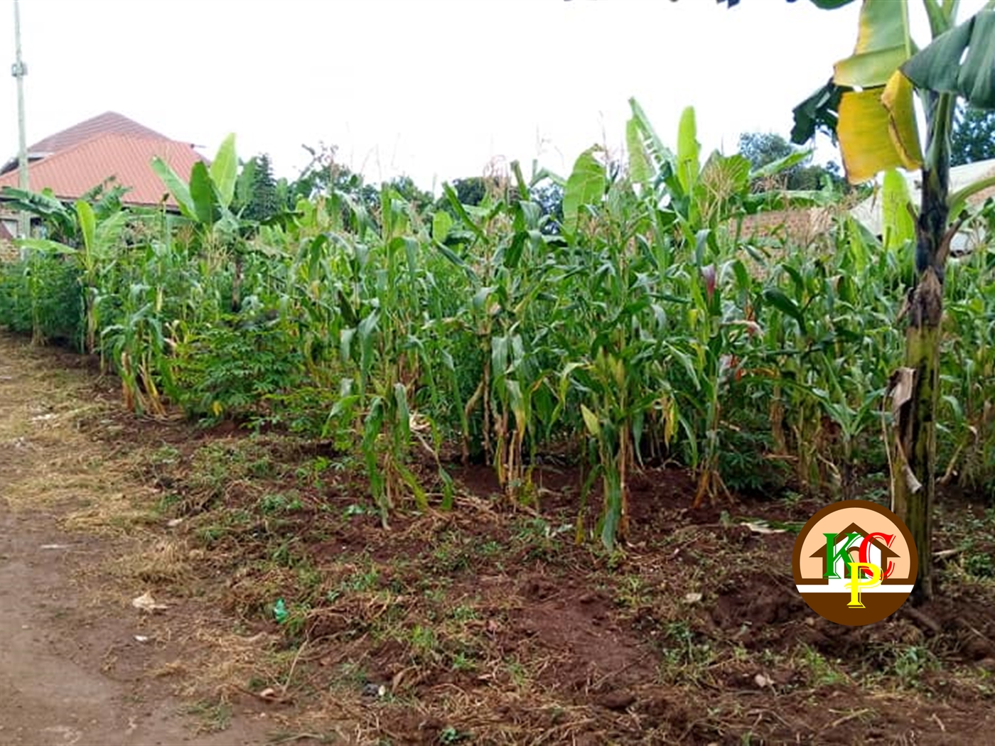 Residential Land for sale in Nsambwe Mukono