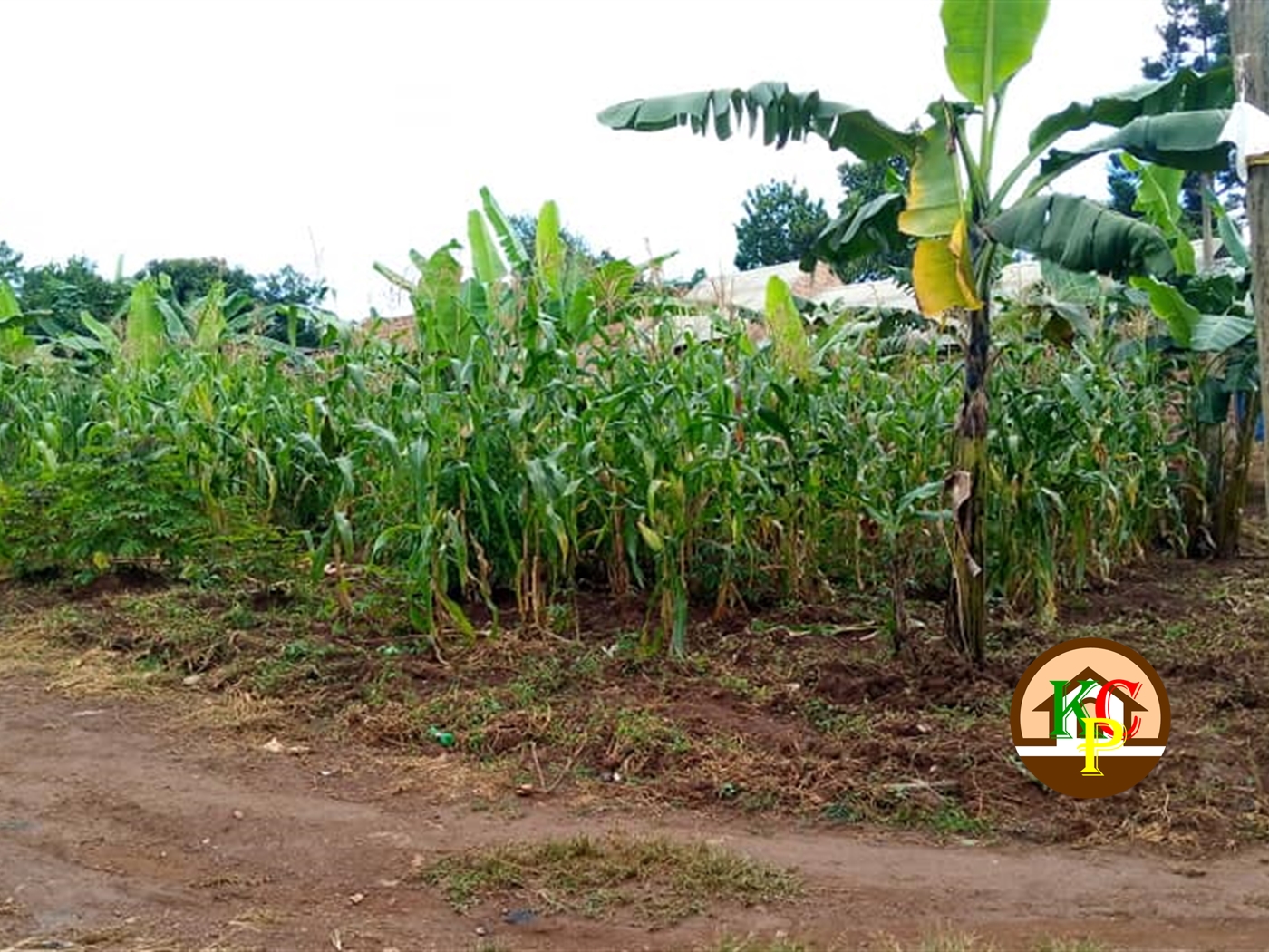 Residential Land for sale in Nsambwe Mukono