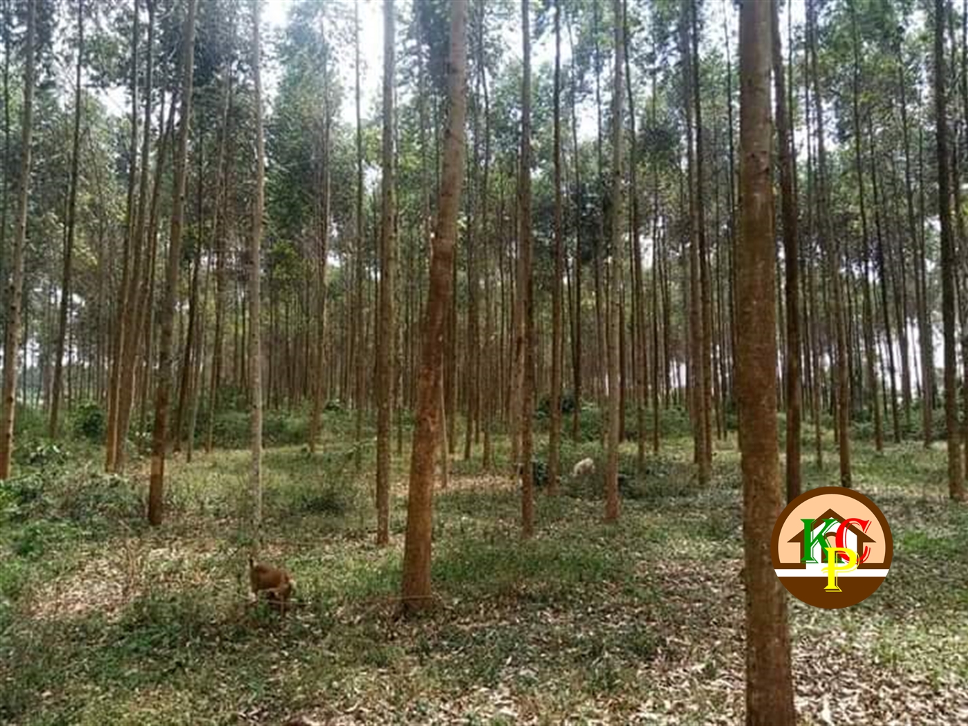 Residential Land for sale in Seroma Mukono