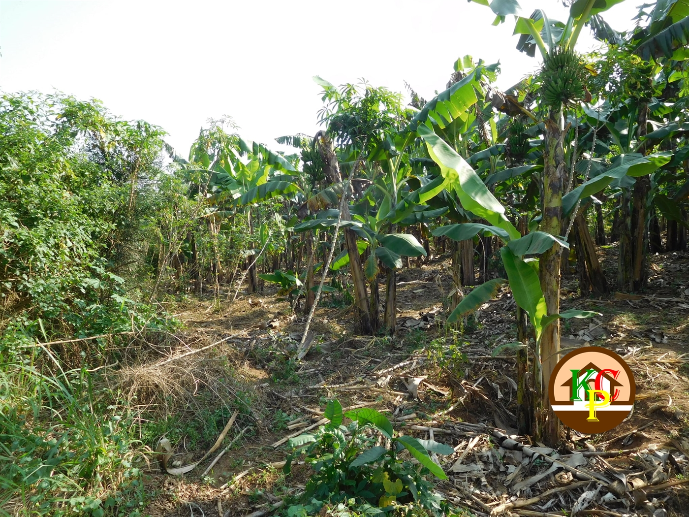 Agricultural Land for sale in Bujuuko Wakiso