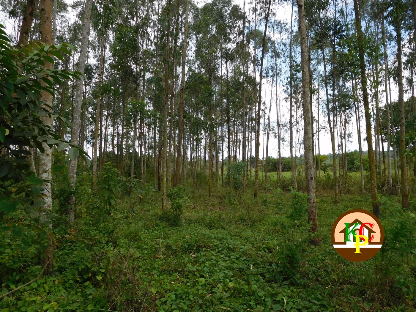 Agricultural Land for sale in Busiika Luweero