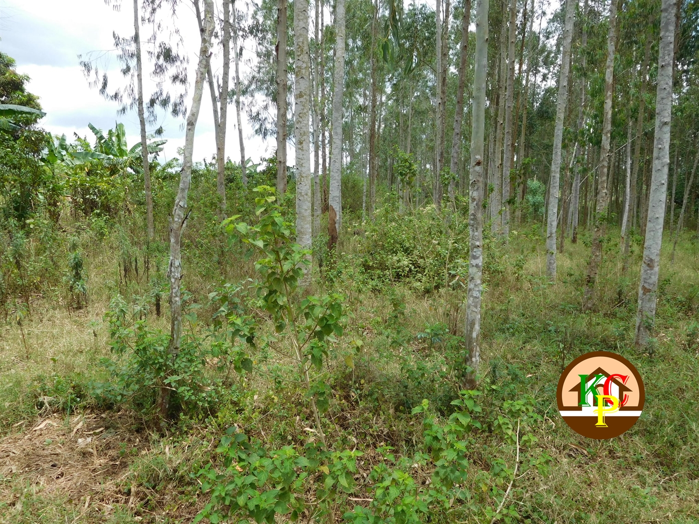 Agricultural Land for sale in Busiika Luweero