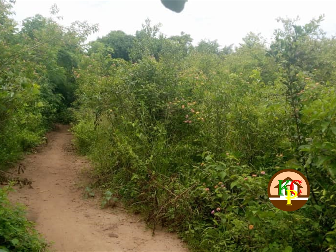 Agricultural Land for sale in Ziloobwe Luweero