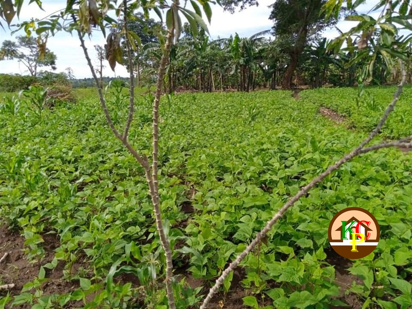 Residential Land for sale in Kyakatebe Mityana