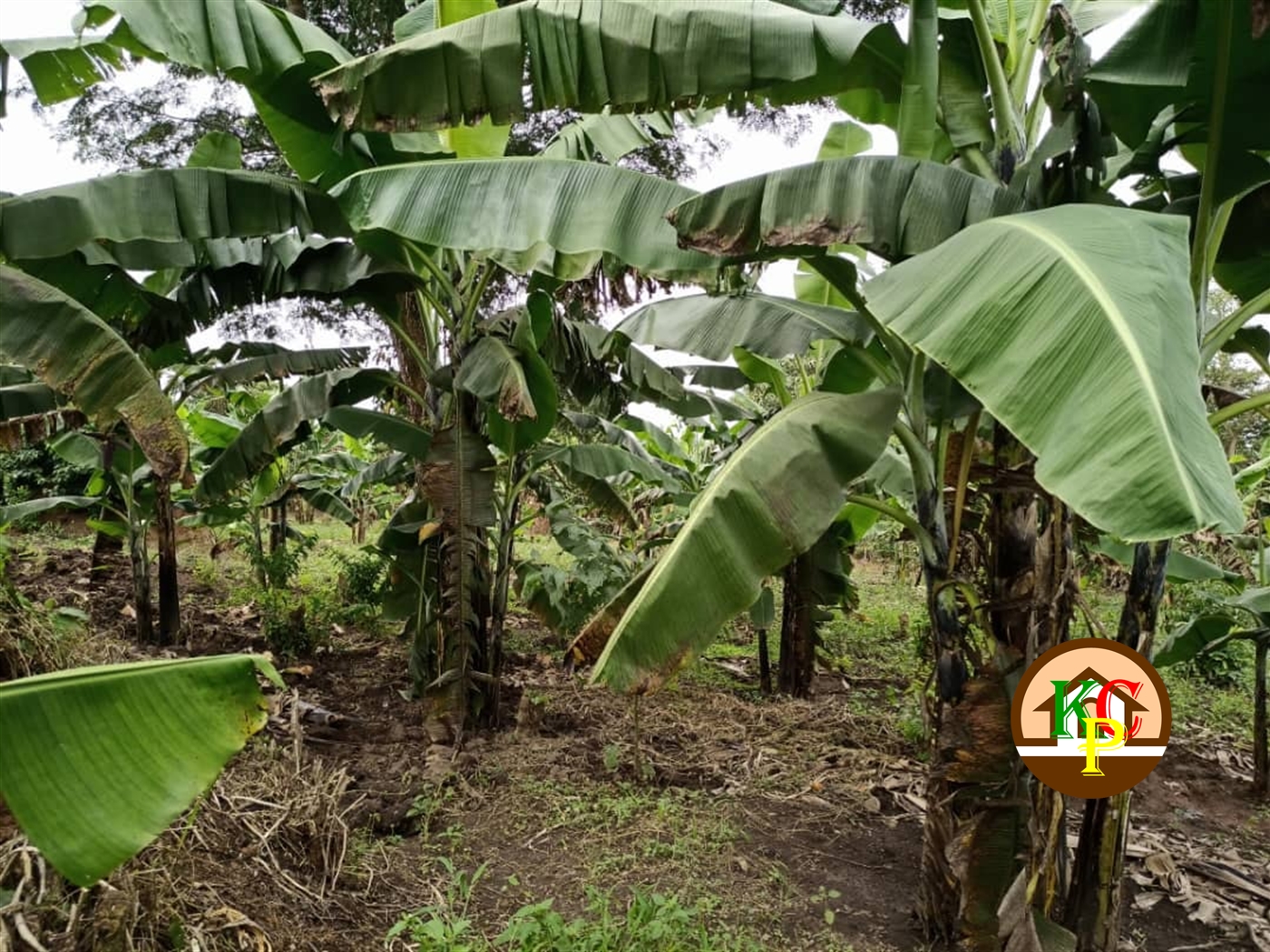 Agricultural Land for sale in Matugga Wakiso