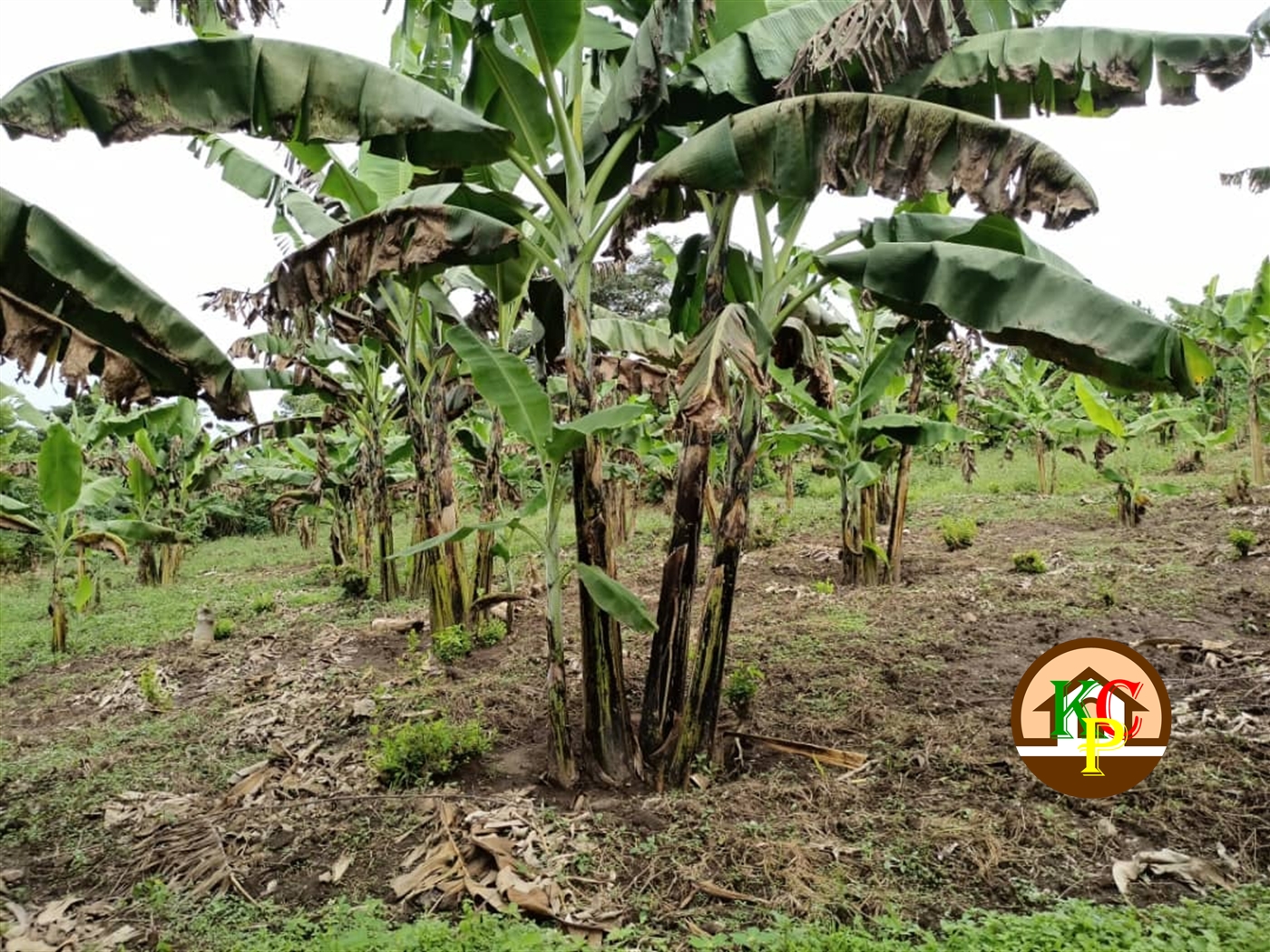 Agricultural Land for sale in Matugga Wakiso