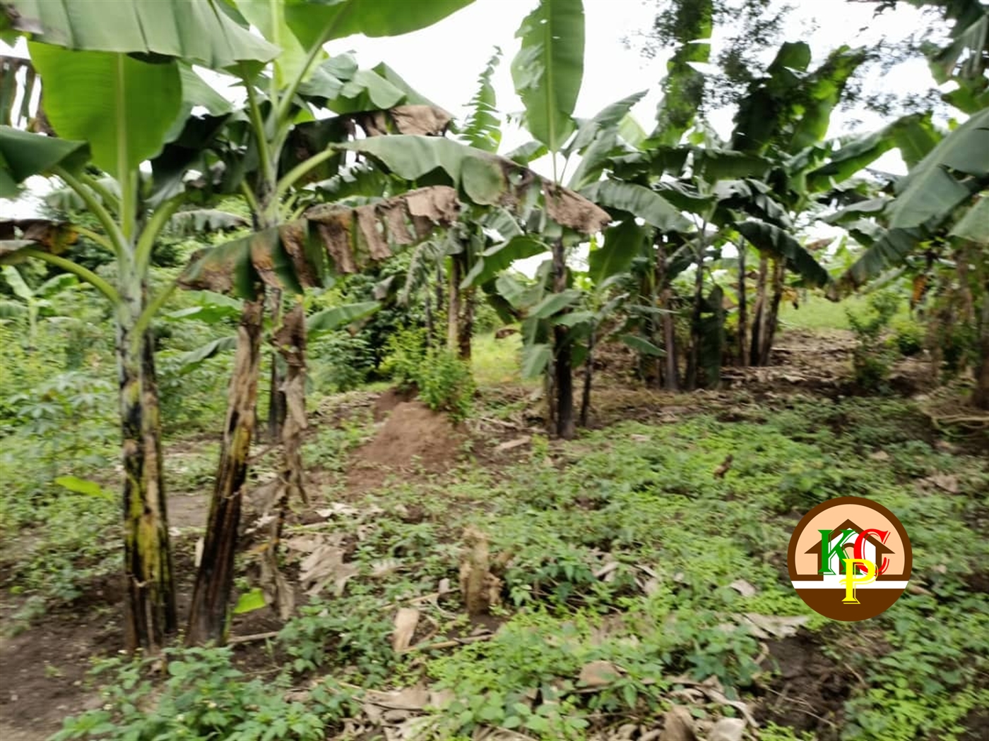 Agricultural Land for sale in Matugga Wakiso