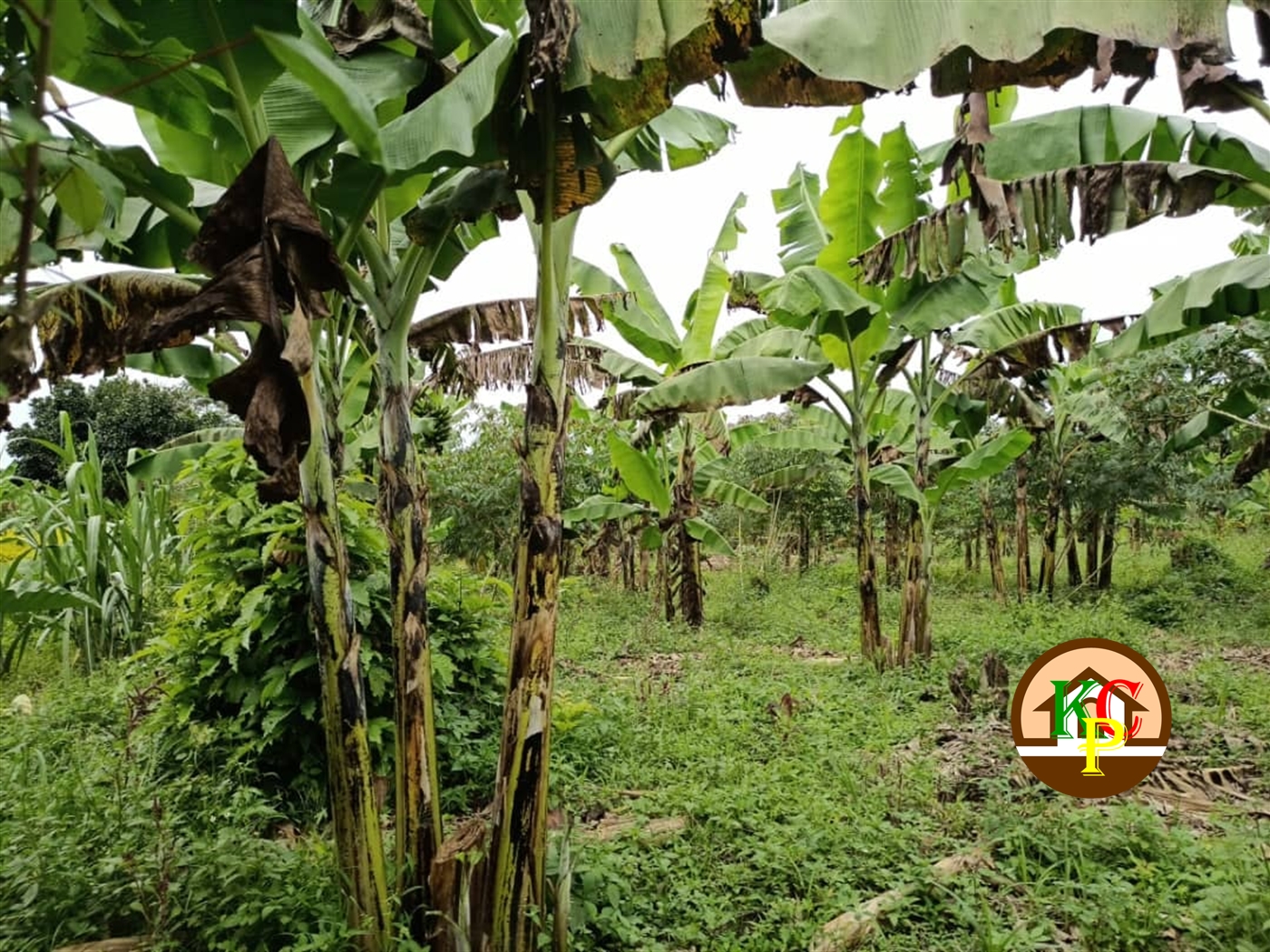 Agricultural Land for sale in Matugga Wakiso