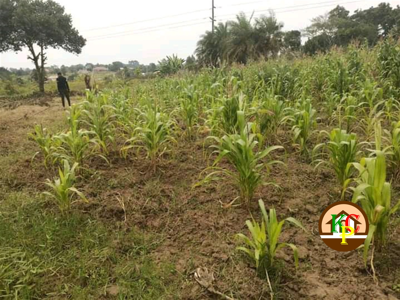 Residential Land for sale in Matugga Wakiso