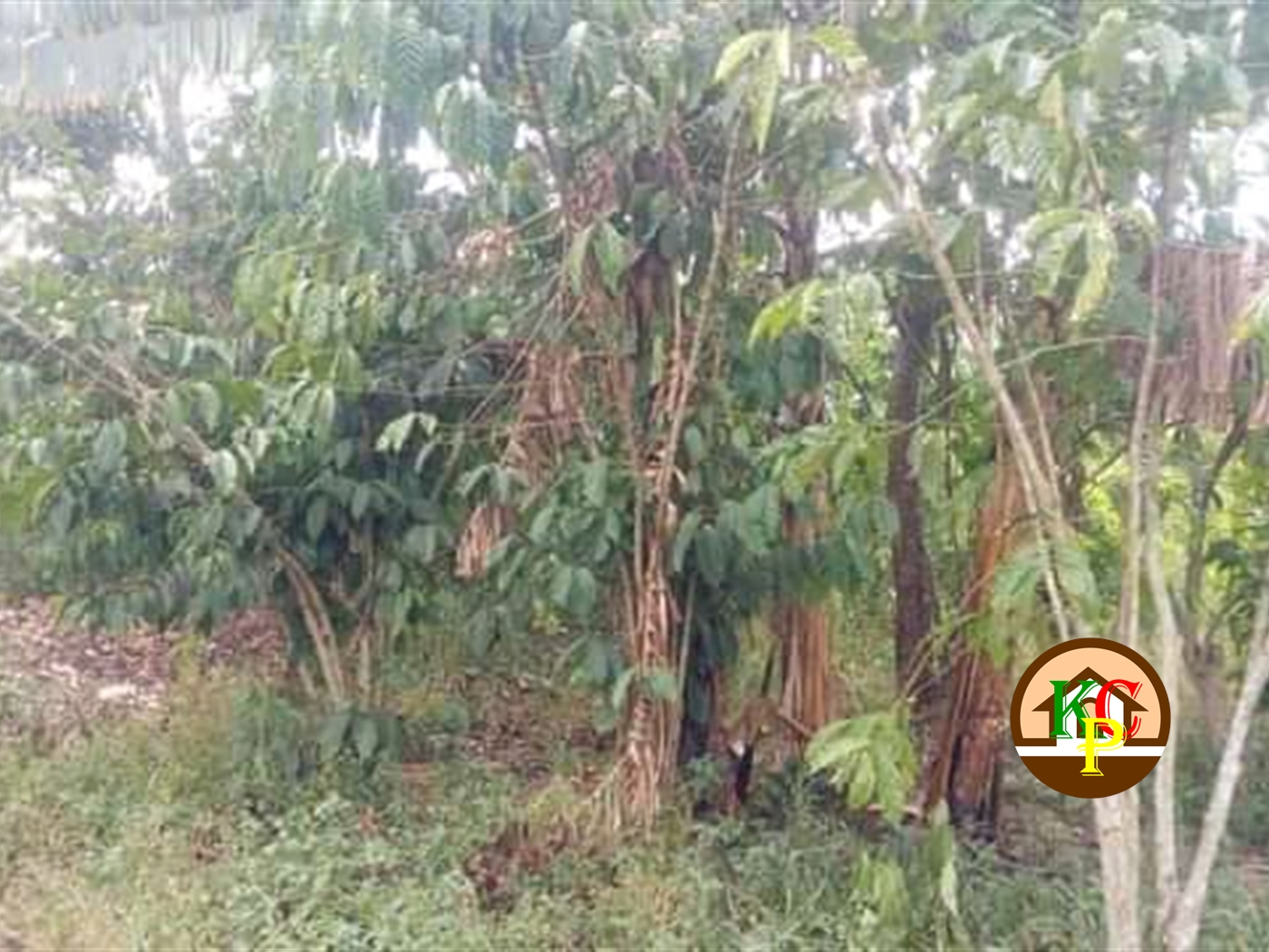 Agricultural Land for sale in Kikyuusa Luweero