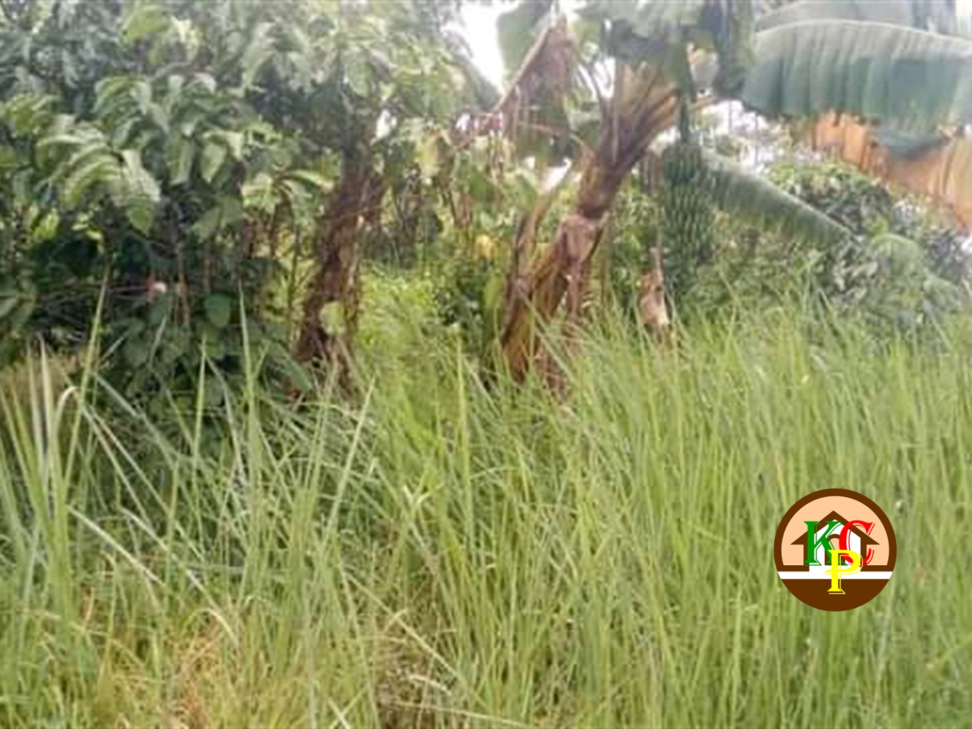 Agricultural Land for sale in Kikyuusa Luweero