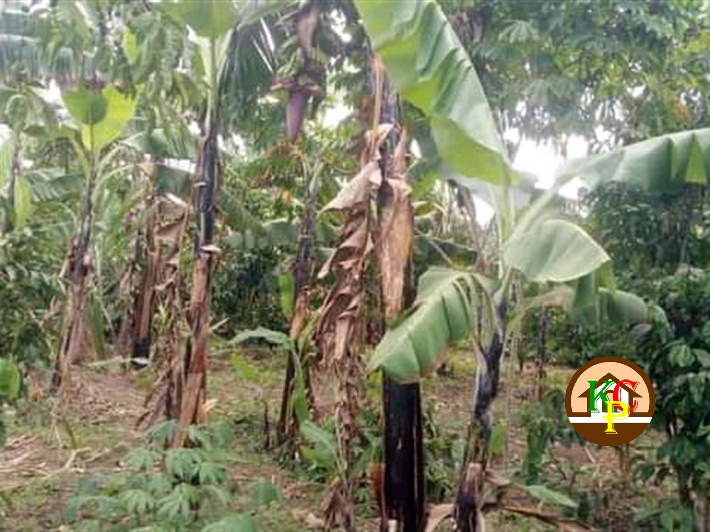 Agricultural Land for sale in Kikyuusa Luweero