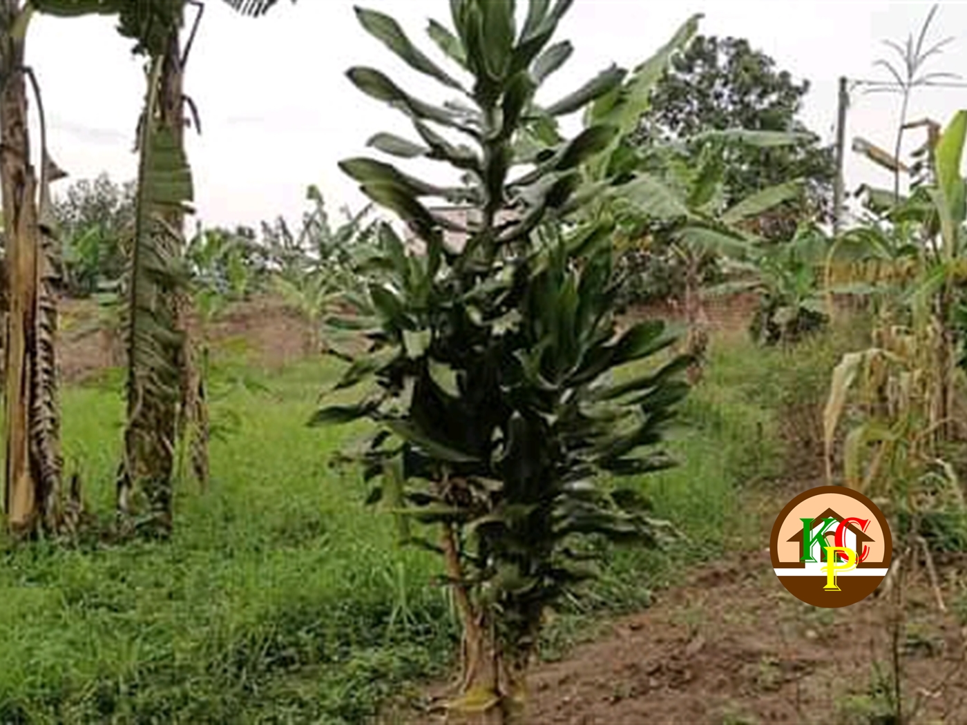 Agricultural Land for sale in Makerere Kampala