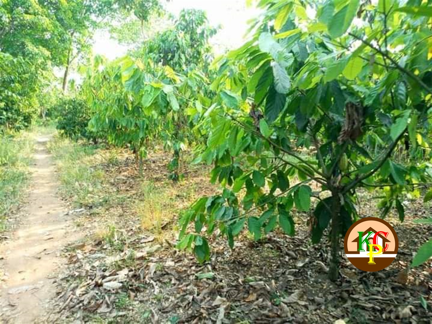 Residential Land for sale in Ziloobwe Luweero