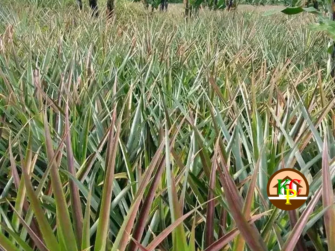 Agricultural Land for sale in Kakunyata Luweero