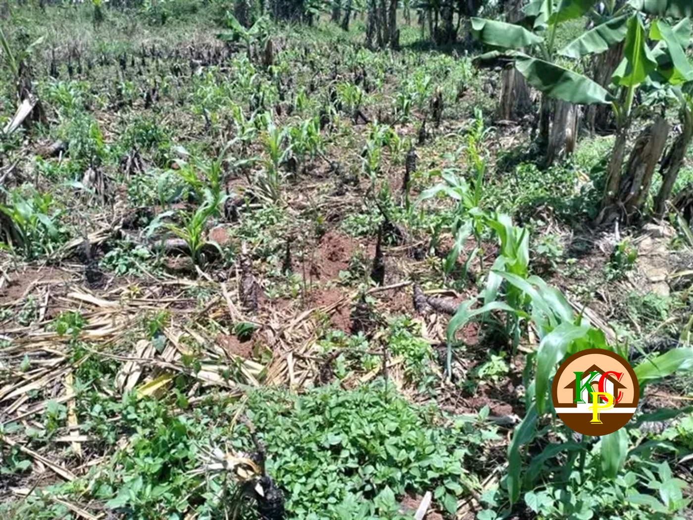 Residential Land for sale in Kikyuusa Mukono