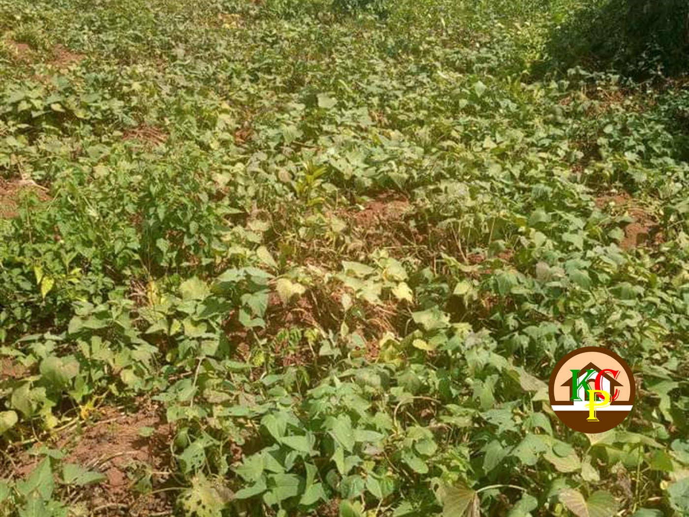 Residential Land for sale in Katugo Luweero