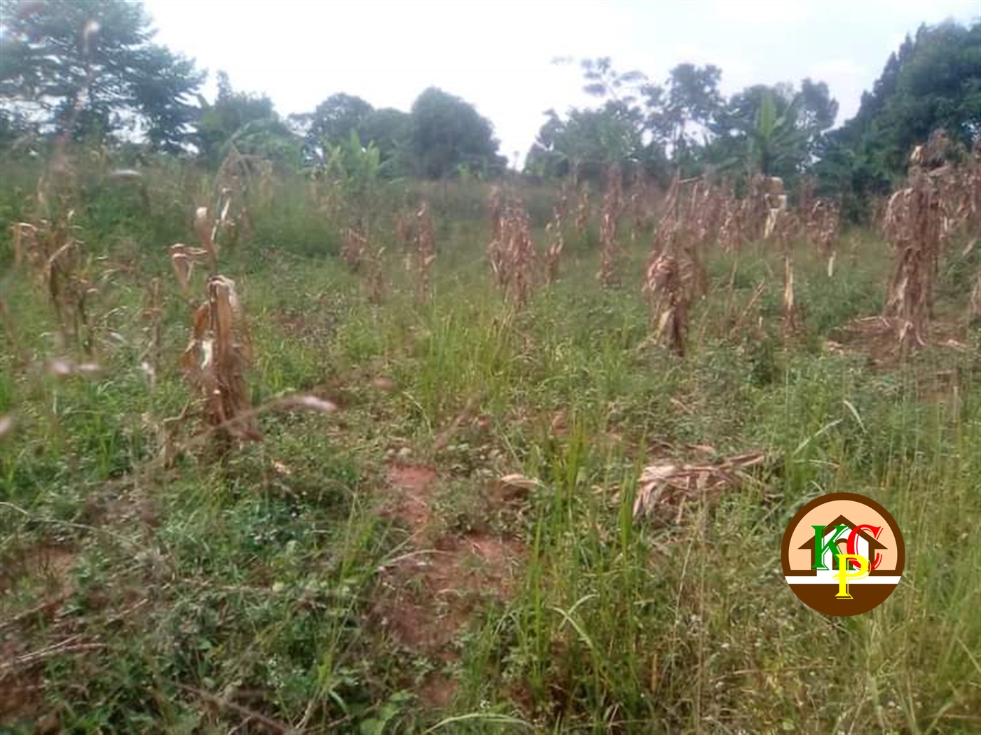 Residential Land for sale in Nakifuma Mukono