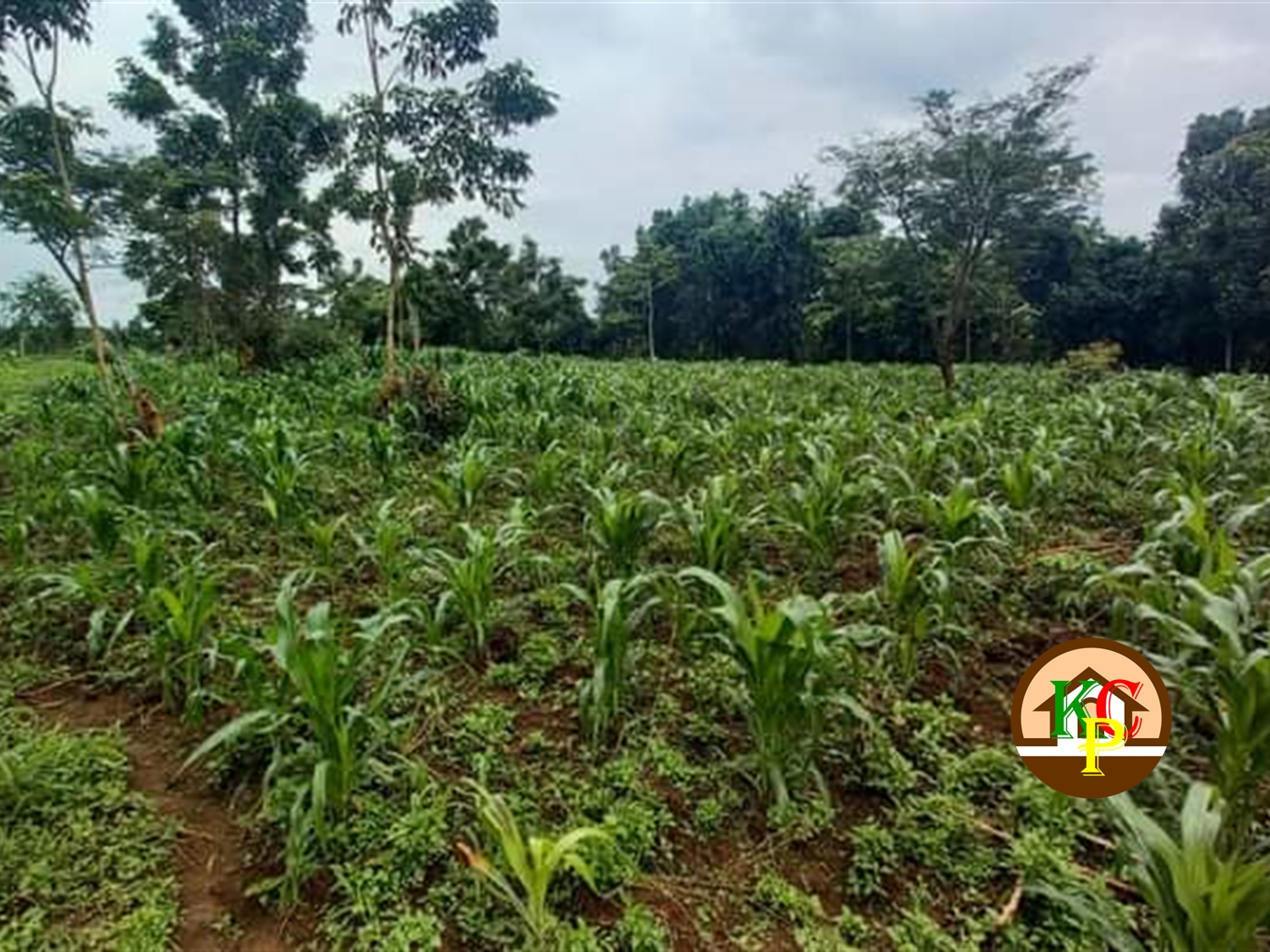 Residential Land for sale in Nakifuma Mukono