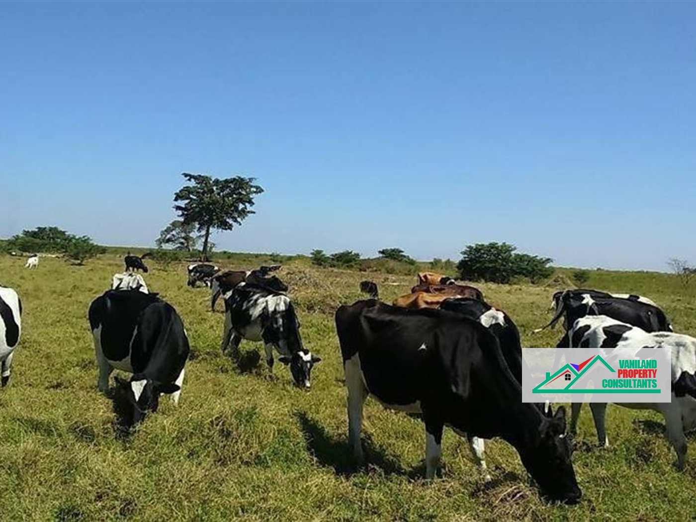 Agricultural Land for sale in Jinja Jinja