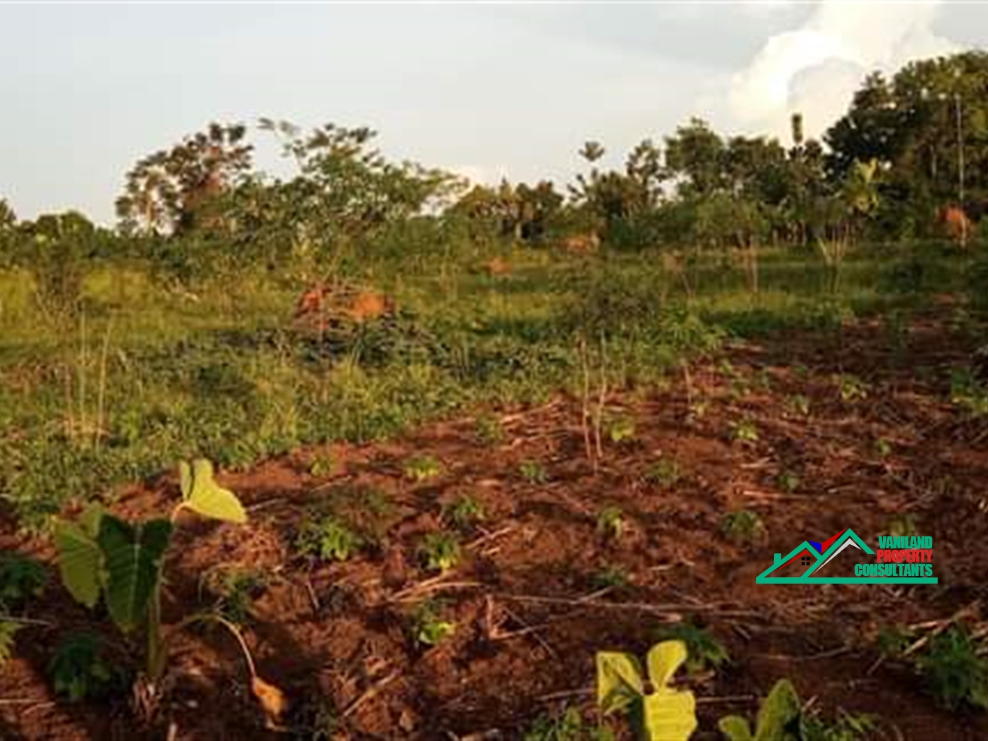 Residential Land for sale in Bukeelele Mukono