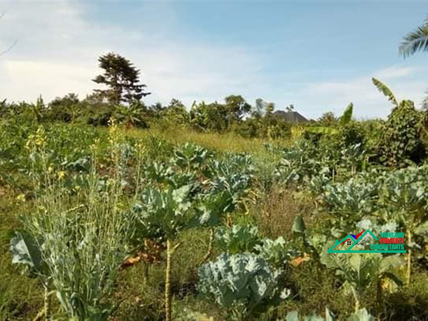 Agricultural Land for rent in Busiika Wakiso