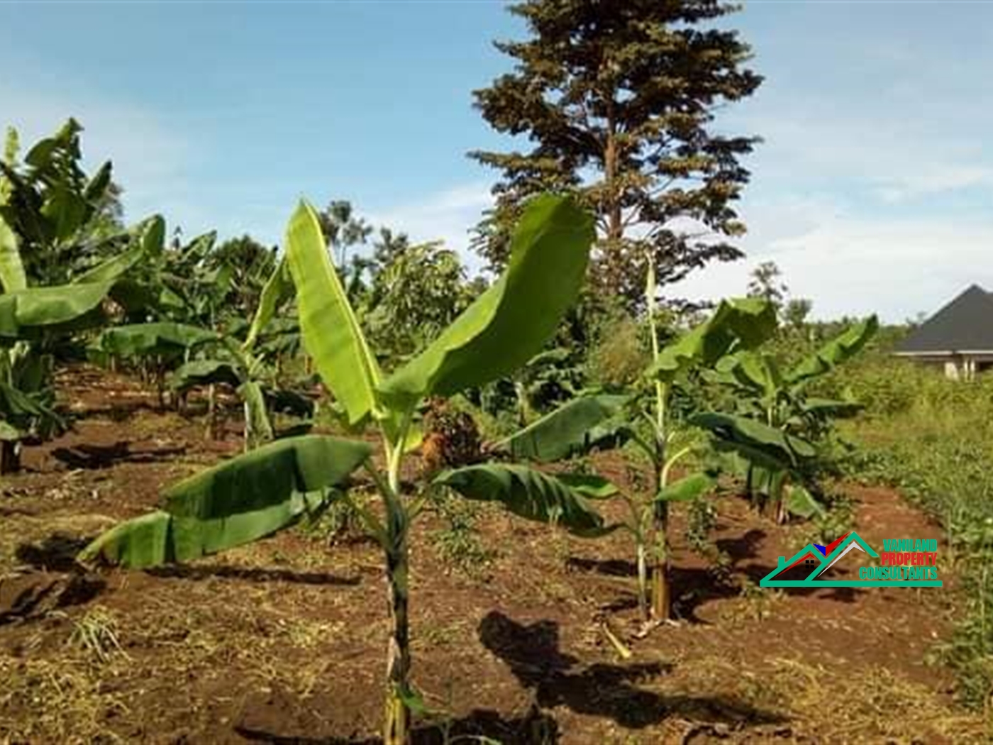 Agricultural Land for rent in Busiika Wakiso