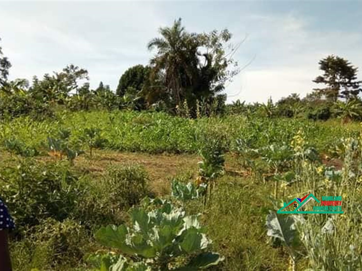 Agricultural Land for rent in Busiika Wakiso