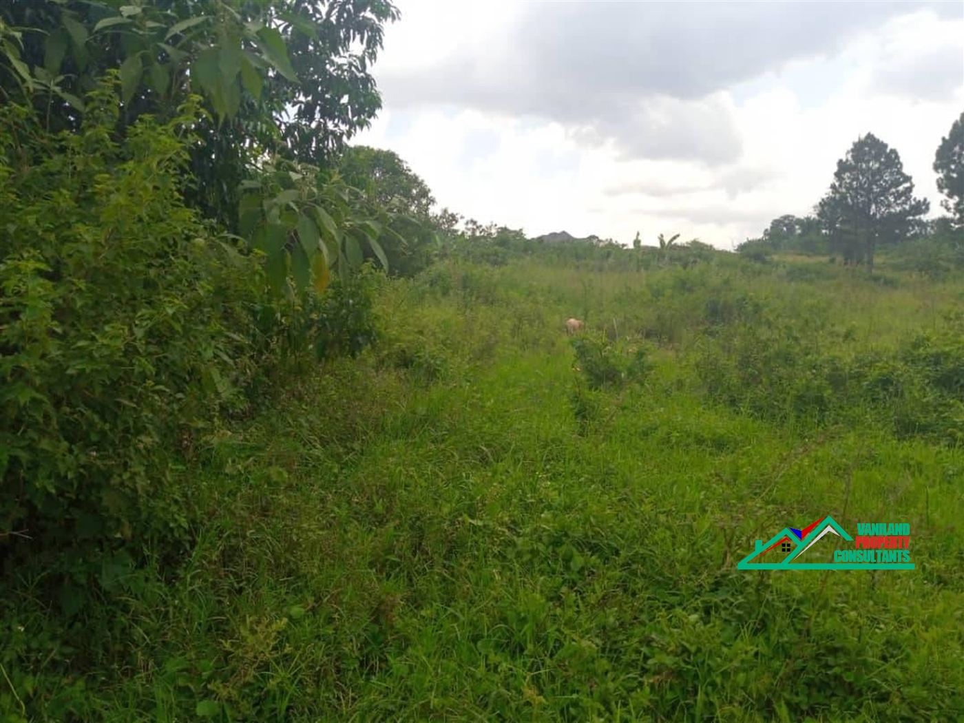 Residential Land for sale in Bukeelele Mukono