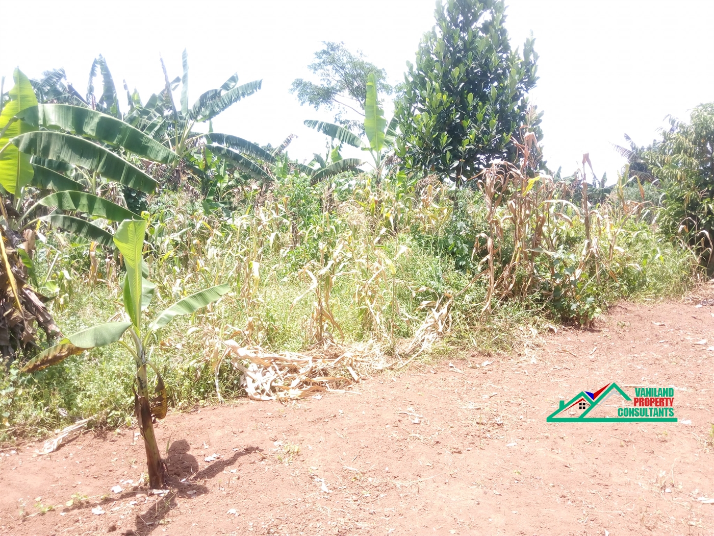 Residential Land for sale in Kiwugu Mukono