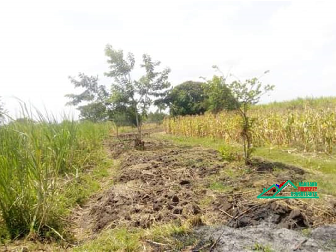 Agricultural Land for sale in Iganga Iganga