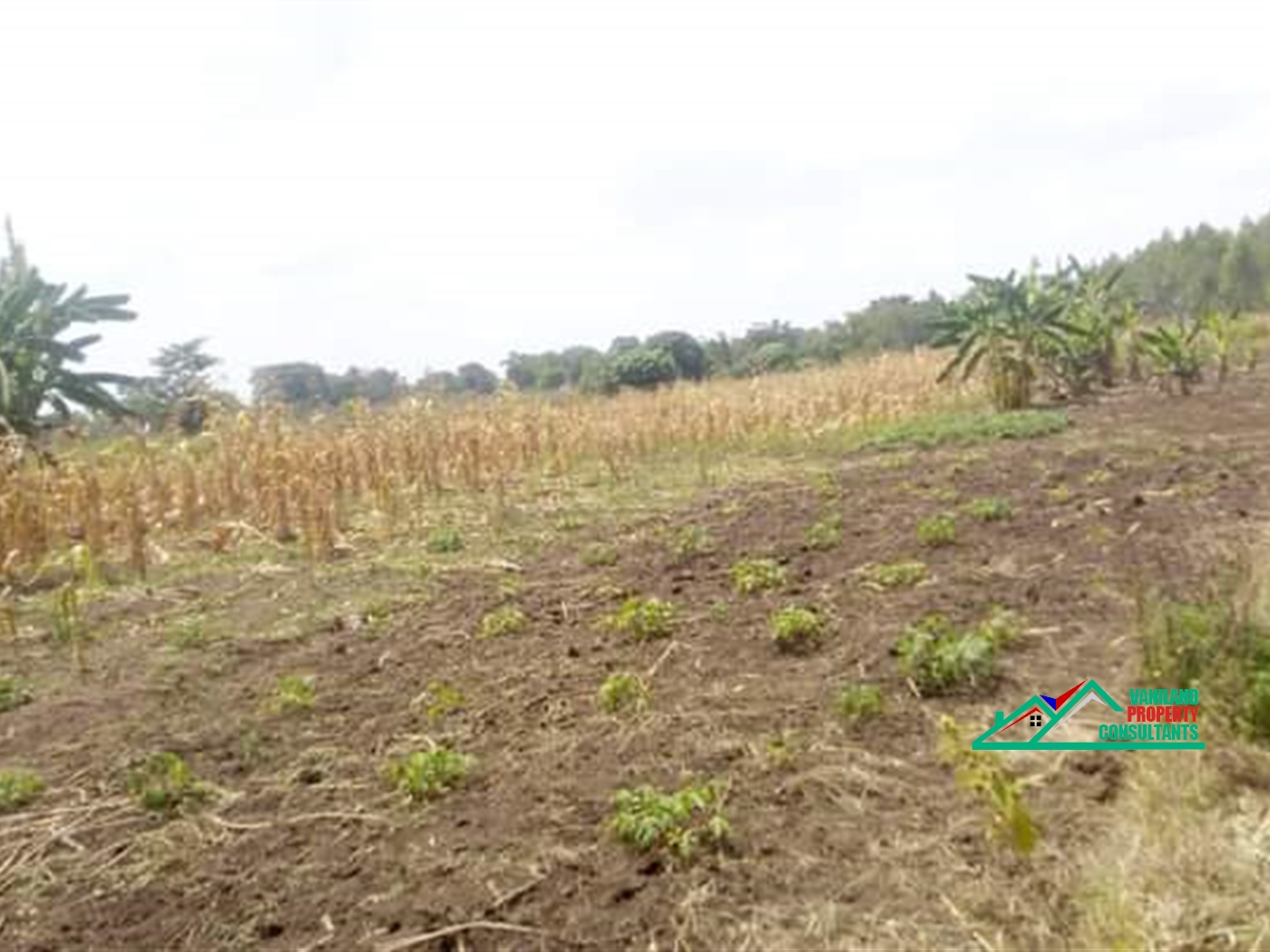 Agricultural Land for sale in Iganga Iganga