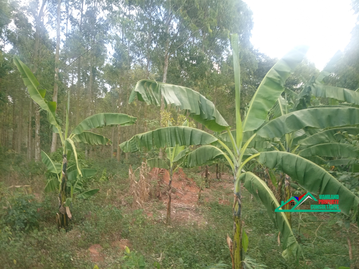 Agricultural Land for sale in Mukono Mukono