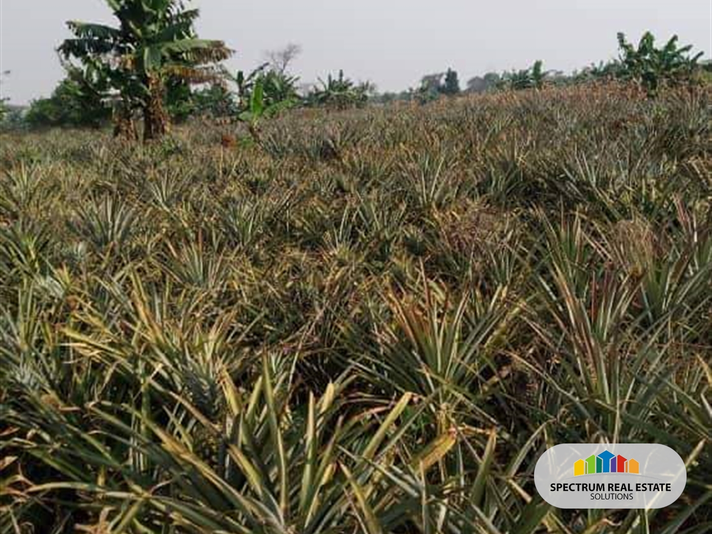 Agricultural Land for sale in Luweero Luweero