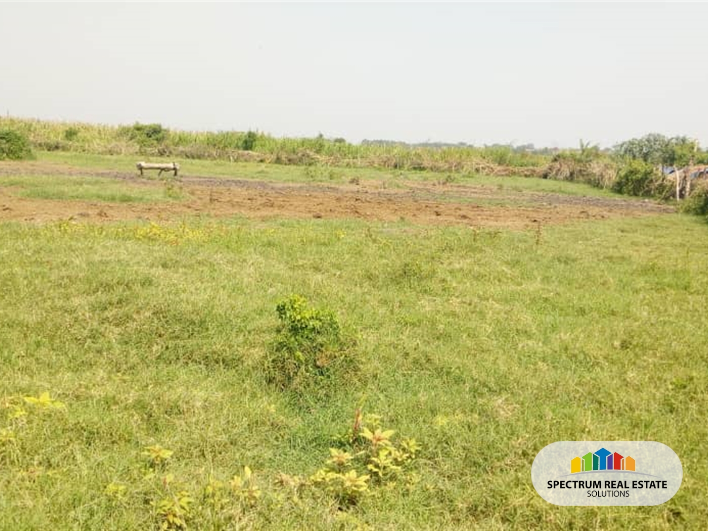 Agricultural Land for sale in Myanzi Mityana