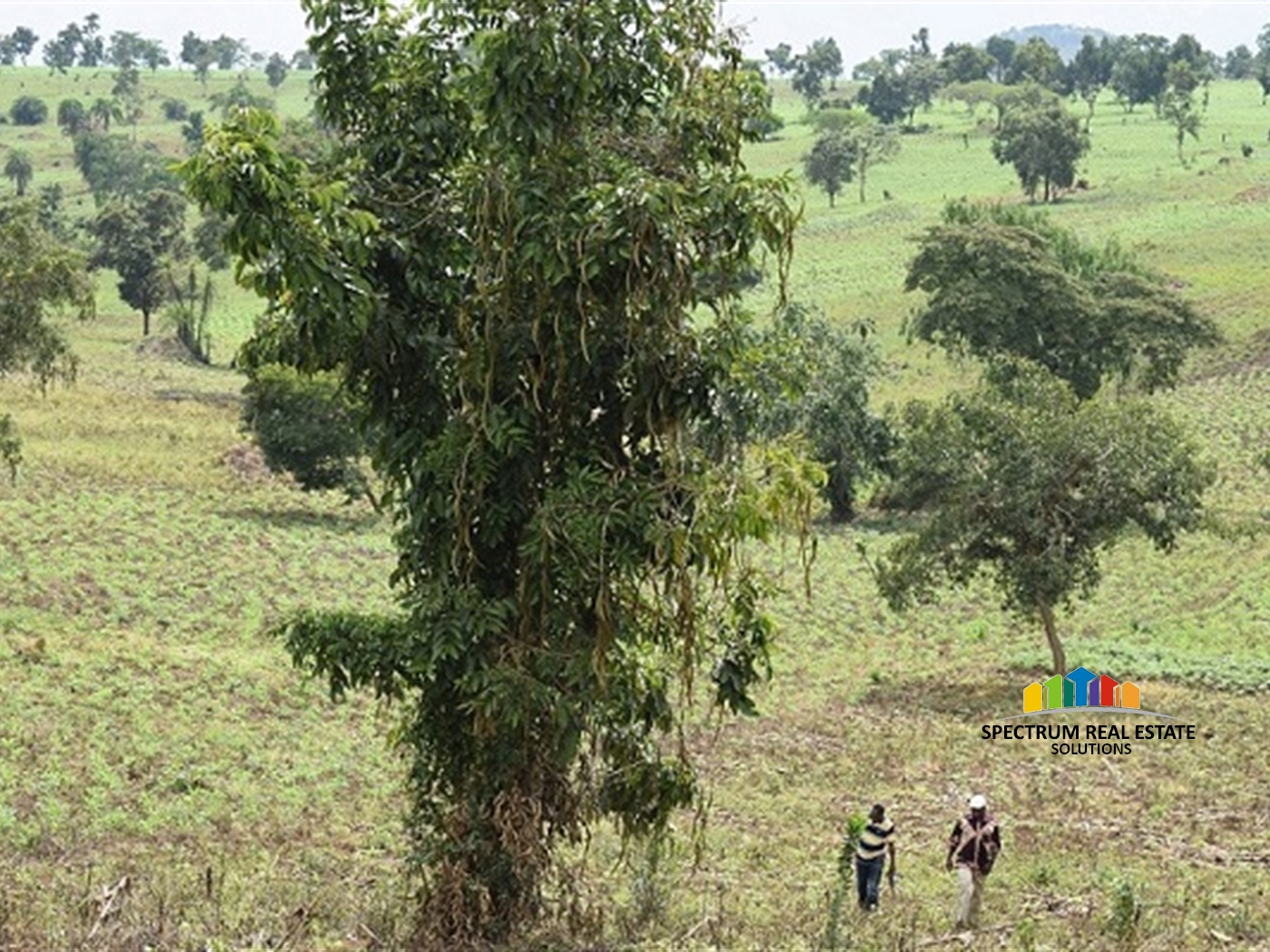 Agricultural Land for sale in Kitenga Mubende