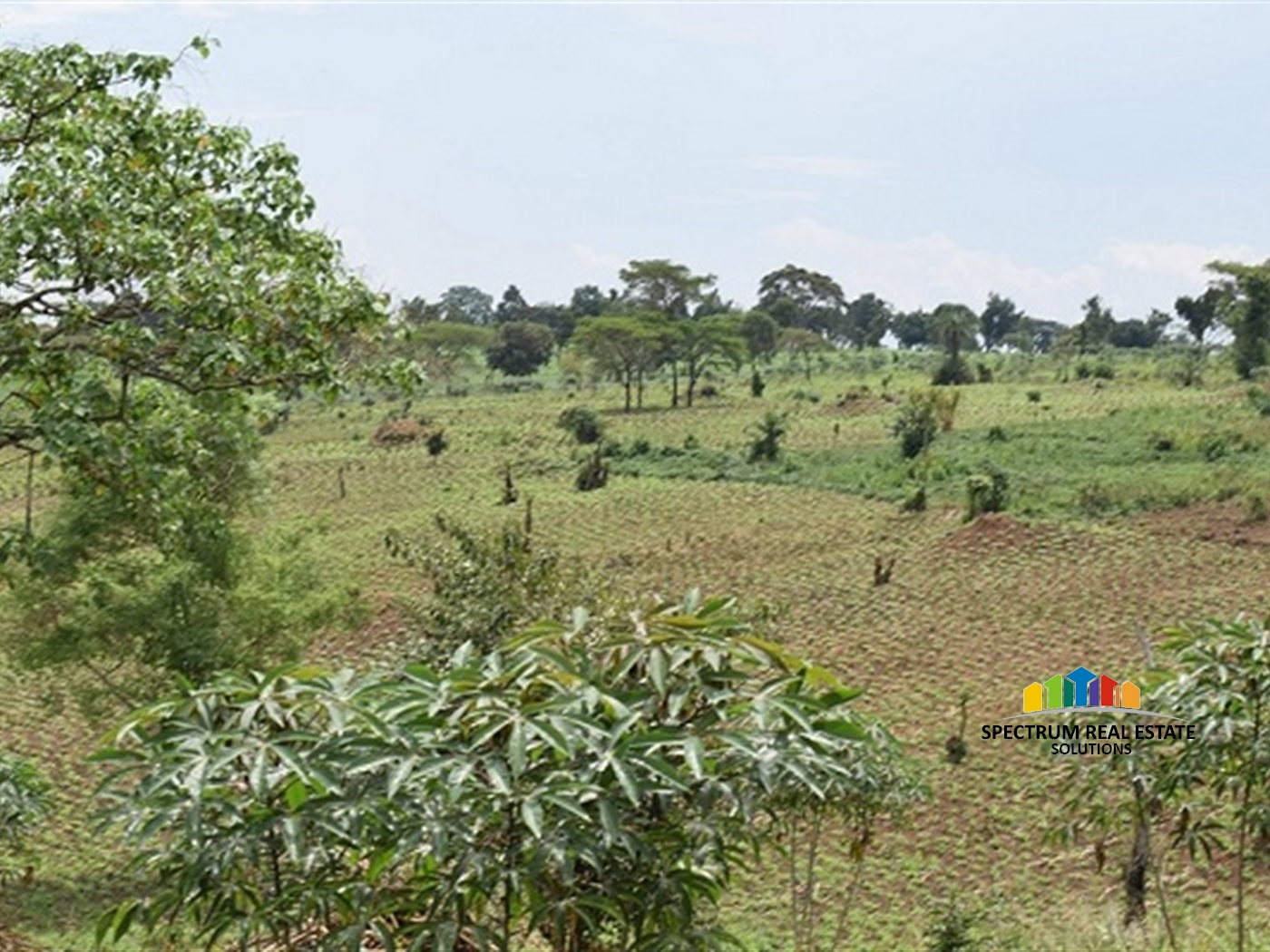 Agricultural Land for sale in Kitenga Mubende