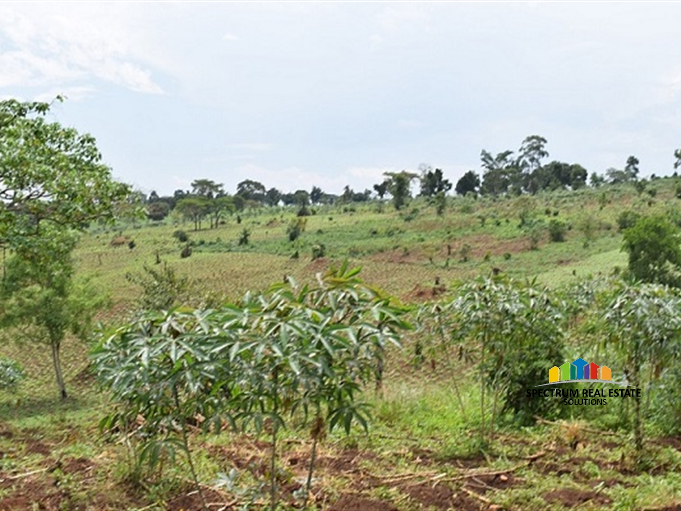 Agricultural Land for sale in Kitenga Mubende