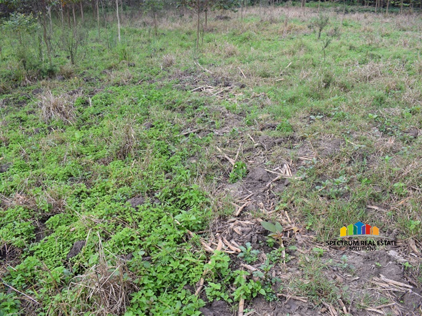 Agricultural Land for sale in Myanzi Mityana