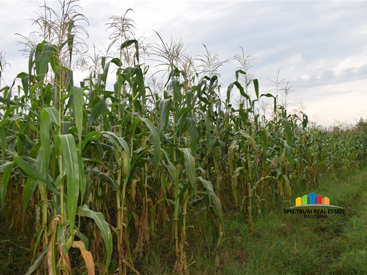 Agricultural Land for sale in Myanzi Mityana