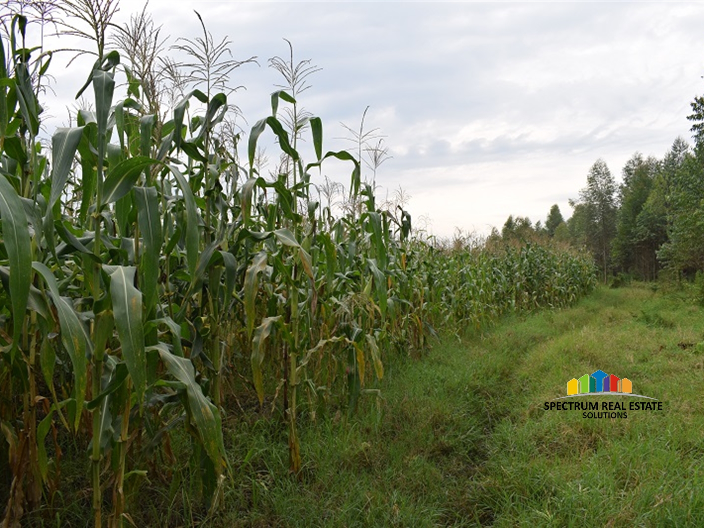 Agricultural Land for sale in Myanzi Mityana