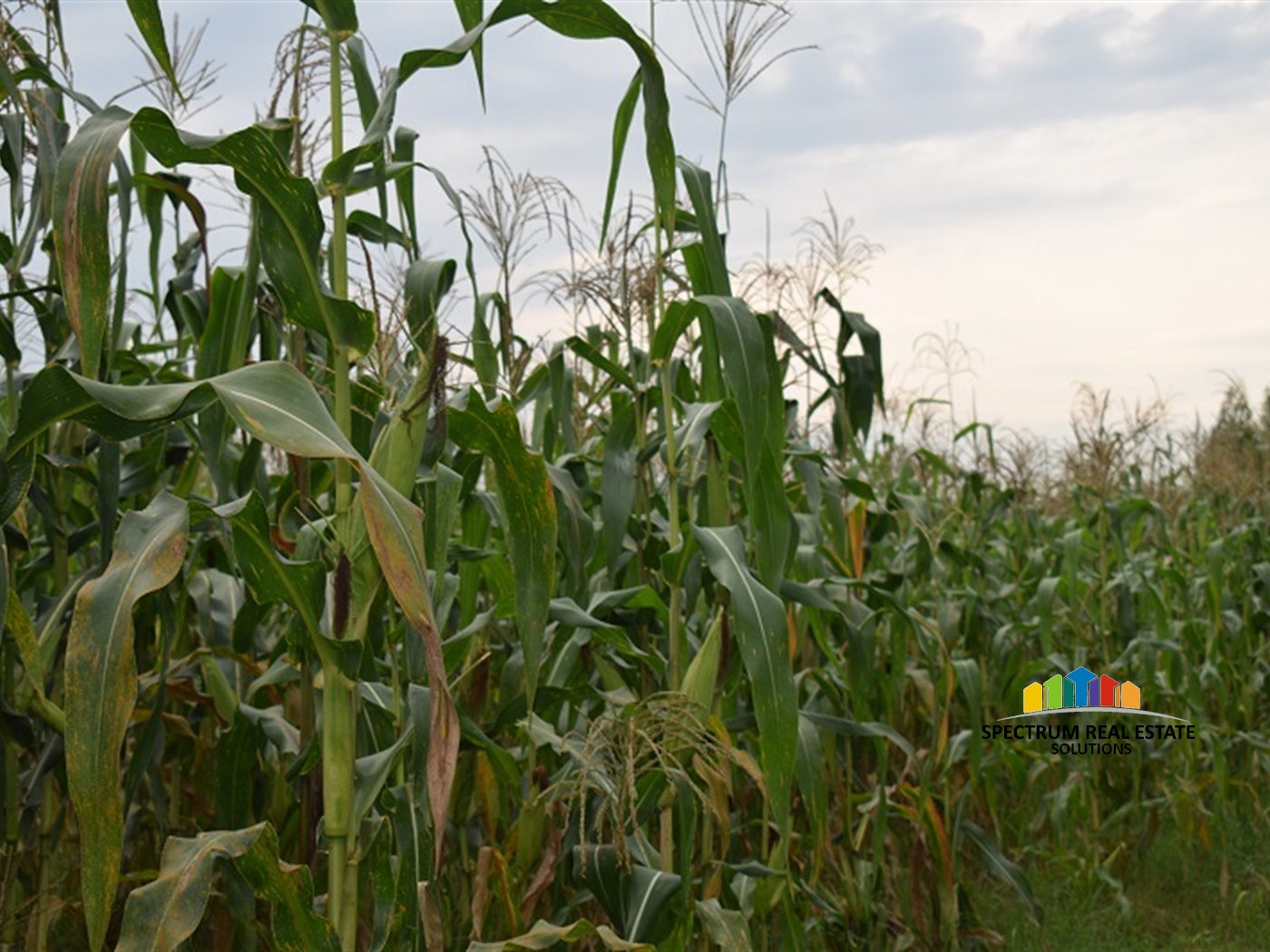 Agricultural Land for sale in Myanzi Mityana