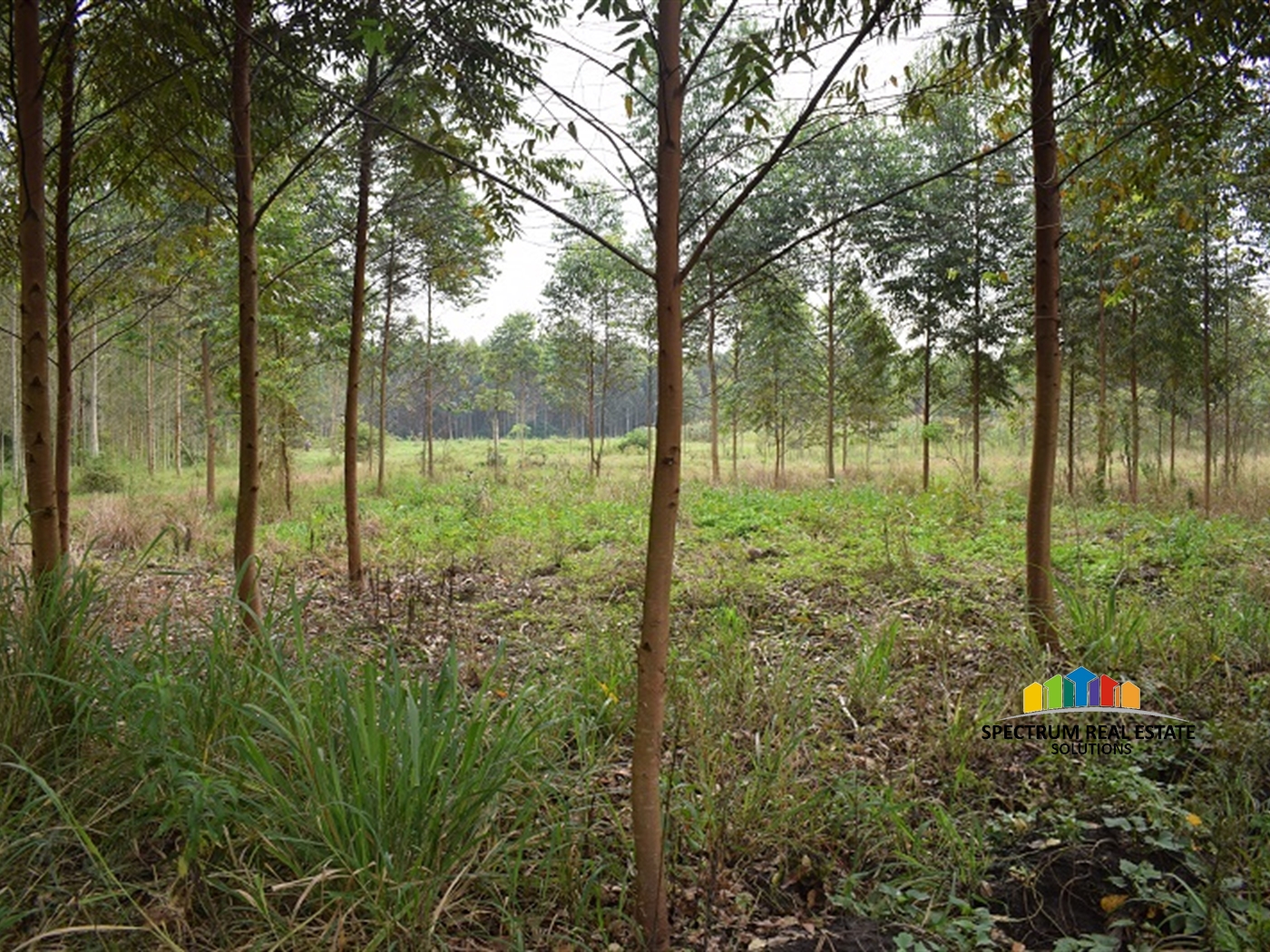 Agricultural Land for sale in Myanzi Mityana