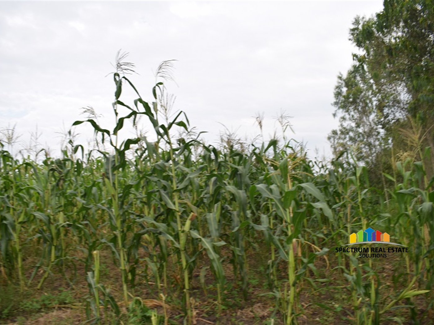 Agricultural Land for sale in Myanzi Mityana