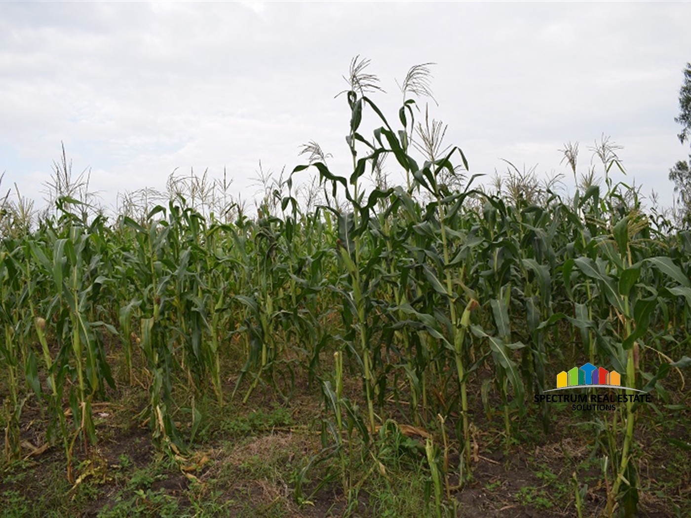 Agricultural Land for sale in Myanzi Mityana